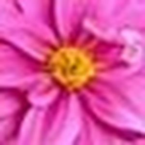 Meet your Posher, Trish